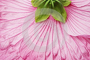 Pink hibiscus flower - detail