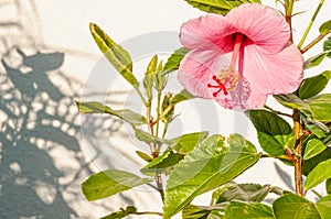 Pink hibiscus flower in full bloom