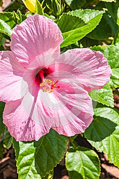 Pink Hibiscus flower, in full bloom