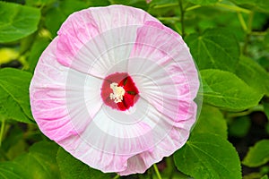 Pink Hibiscus flower in garden