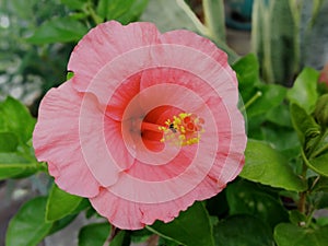 pink hibiscus flower in garden