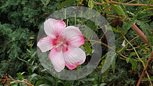 Pink hibiscus flower in the garden with a red ant crawling