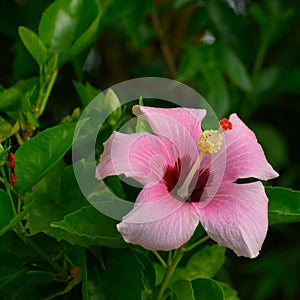 Pink hibiscus flower on green background HD