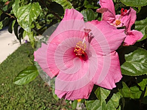 pink hibiscus flower and green leaf