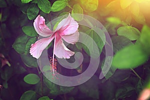 Pink hibiscus flower on green leaves