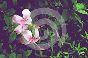 Pink hibiscus flower on green leaves