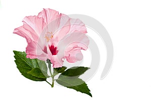 Pink hibiscus flower with green leaves i