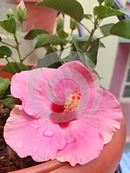 Pink hibiscus flower with green leaves with pot clicked today in my home.