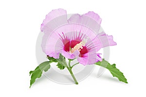 Pink hibiscus flower isolated on white background