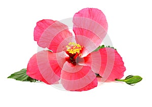 Pink Hibiscus flower isolated on white background