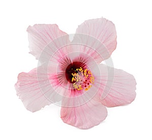 Pink hibiscus flower