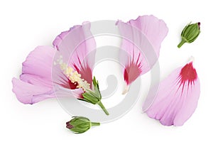 Pink hibiscus flower isolated on white background. Top view. Flat lay.
