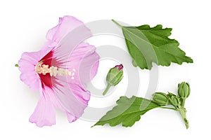 Pink hibiscus flower isolated on white background. Top view. Flat lay.