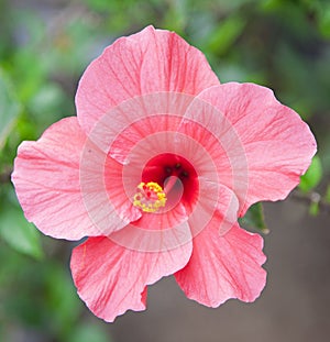 Pink Hibiscus Flower