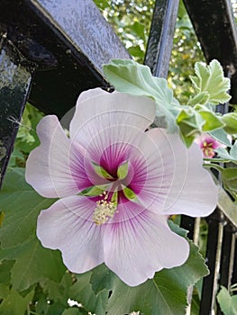 Pink Hibiscus Flower with Leaves, Blooming Plant, Five Petals, Ombre Coloring, Green Leaves Growing by a Black Metal Fence