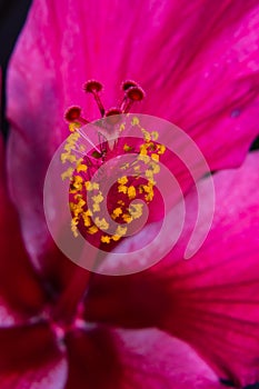 Pink hibiscus flower macro