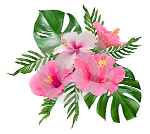 Pink hibiscus flower with monstera leaves isolated on white background