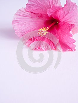 Pink hibiscus flower on a pink background with Place for text Copy space