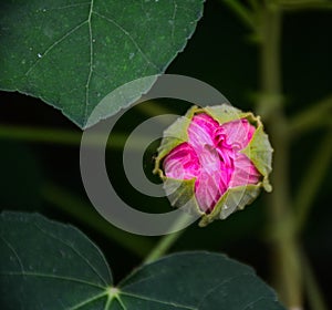 Pink Hibiscus flower