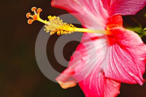 Pink, Hibiscus flower stigma, in full bloom