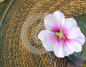 Pink Hibiscus Flower