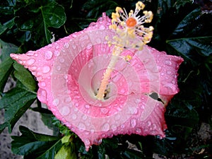 Pink hibiscus flower photo