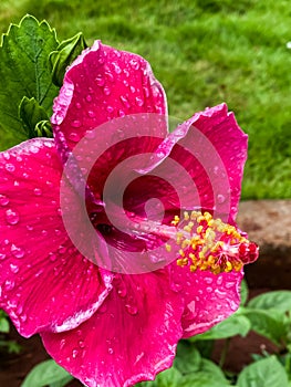 Pink hibiscus flower with water drops on the petals
