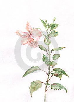 Pink hibiscus flower watercolor painting