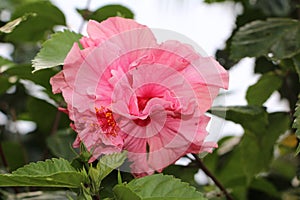 Pink Hibiscus flower - Flowers of Matagalpa Nicaragua