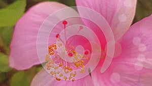 Pink Hibiscus Flowers or Bunga Kembang Sepatu photo