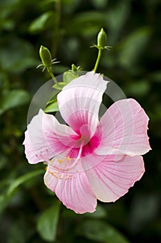 Pink hibiscus flowers close up green leaf background in flower garden