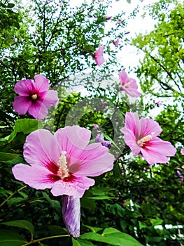 Pink Hibiscus flowers in the garden