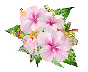 Pink Hibiscus flowers and green leaves in a tropical arrangement isolated on white background