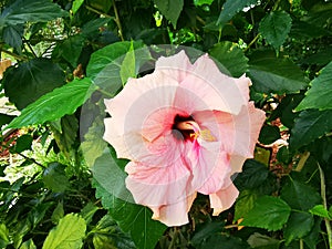 Pink hibiscus flowers macro - chinese rose