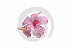 Pink hibiscus flowers separating from the white background