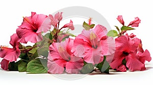 Pink Hibiscus Flowers On White Background - Fine Detail