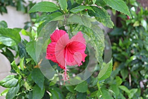 Pink hibiscus on green leaves with branches hanging on tree closeup for design.