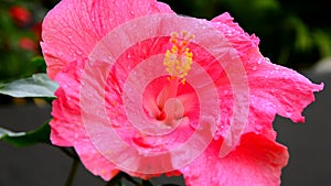 Pink hibiscus Gudhal flower on a blurred tropical garden background close up.