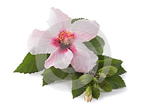 Pink hibiscus