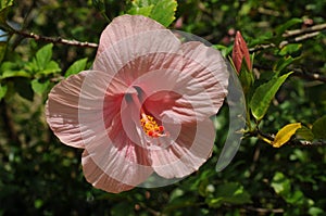 Pink hibiscus