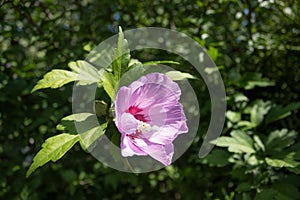 Pink hibiscus mallow hollyhock tree flowers in broad daylight