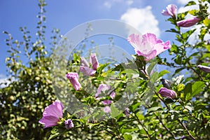 Pink hibiscus mallow hollyhock tree flowers under blue sky in garden