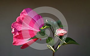 Pink hibiscus moscheutos flower. Hardy hybiscus close up