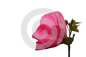 Pink hibiscus moscheutos flower isolated on white background with copy space. Hardy hybiscus (rose mallow) close up