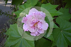 Pink hibiscus mutabilis flower