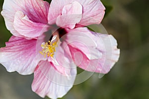 Pink hibiscus photo