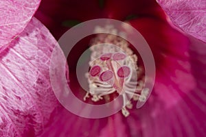 Pink hibiscus pistil