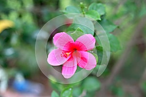 Pink Hibiscus rosa-sinensis