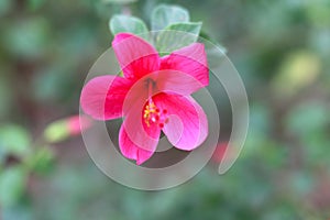 Pink Hibiscus rosa-sinensis