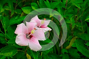 Pink hibiscus rose shrub and green leaves pattern horizontal HD